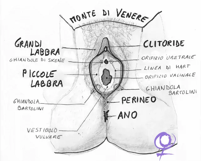 VULVA